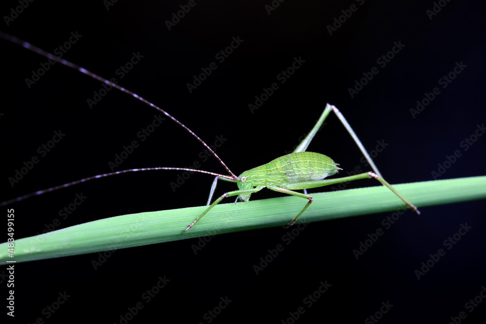 Fototapeta premium Katydid nymphs in the wild, North China