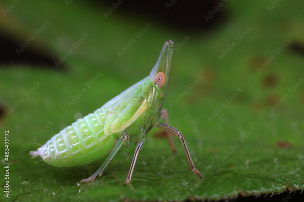 Hemiptera wax Cicadellidae insects on wild plants, North China Hemiptera wax Cicadellidae insects on wild plants, North China