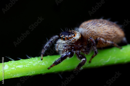 Spiders in the wild, North China