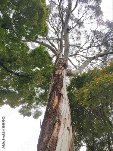 árbol de eucalipto 