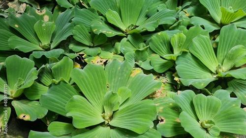 Bunch of green floating water lettuce or cabbage or pistia stratiotes or apu apu.
