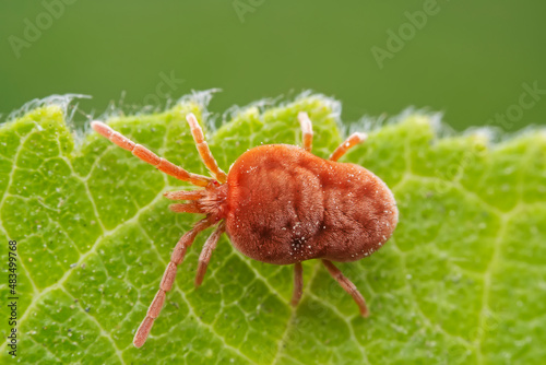 Red mites on wild plants, North China