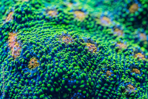 Fototapeta Naklejka Na Ścianę i Meble -  Macro picture of a bubblegum chalice coral 