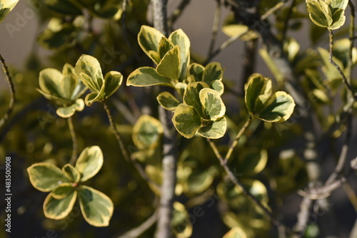 Variegated Japanese spindle tree hedges, leaves and seeds. Celastraceae evergreen tree. 