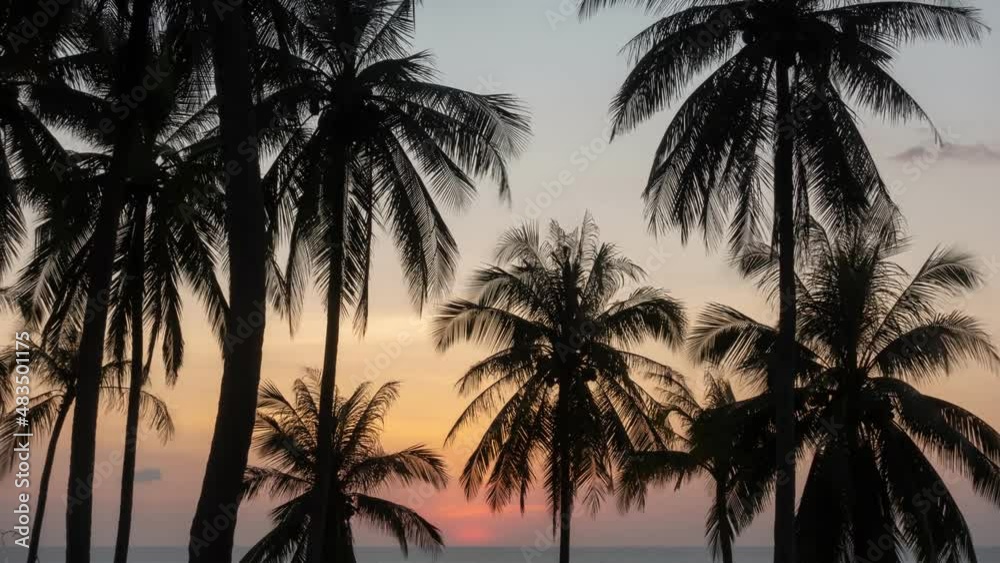 Timelapse of Sunset sky and clouds with coconut palm trees in Phuket Thailand Nature background Coconut palm trees blow in wind Timelapse of Sunset sky and clouds with coconut palm trees in Phuket Thailand Nature background Coconut palm trees blow in wind