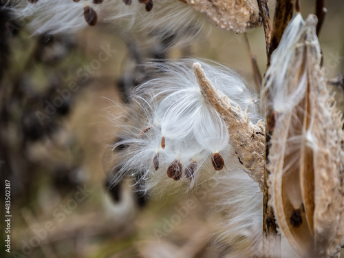 Close-up of a dried milkweed plant that is seeding in a field on a cold November day with blurred grass in the background.