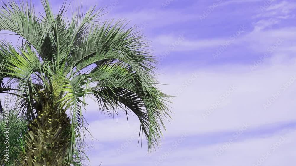 風に揺られるヤシの木の葉 Stock Video Adobe Stock