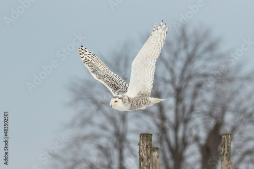 Snowy Owl in flight 