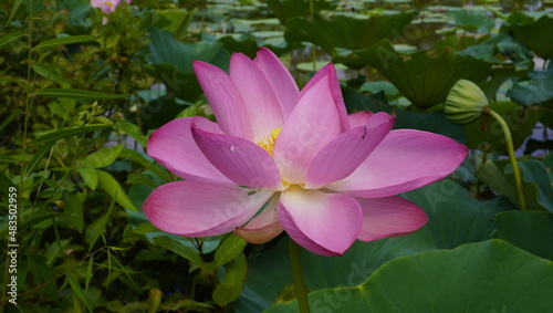 pink lotus flower