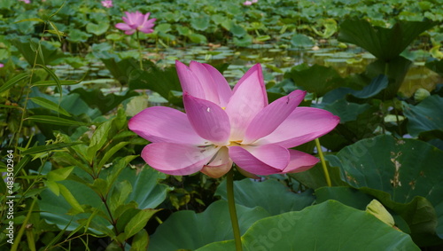 pink lotus flower