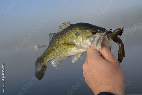 Sunrise bass, fresh catch, largemouth bass held by his mouth with fishing bait in his mouth.