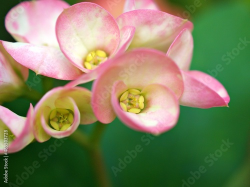 Pink flowers Crown of thorns dark pink ,Christ plant ,Euphoria Milii ,Christ thorn ,Euphorbia ,Giant Thai red ,Euphorbiaceae geroldii desert succulent plant flowering plant ,macro image for background photo
