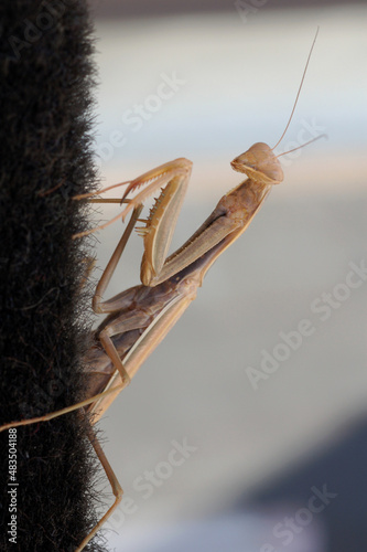 Praying mantis