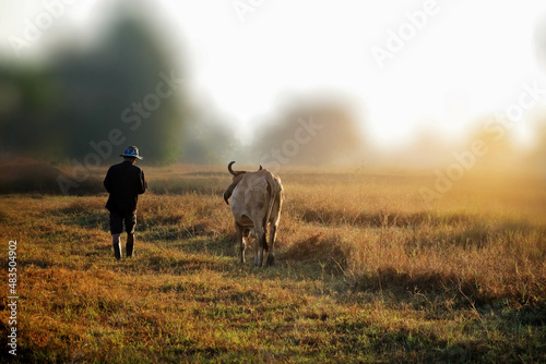 The farmer leads the cows to feed the fields beautifully in the morning.
