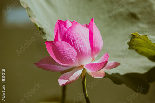 Pink Lotus flower and Lotus flower plants