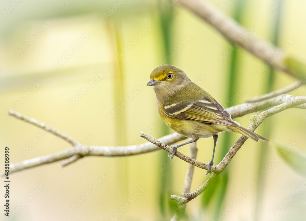 White-eyed Vireo sitting on branch 