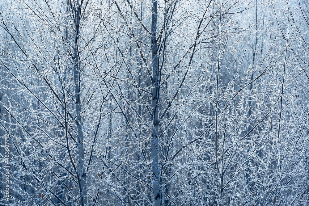 Tree branches in hoarfrost, fluffy snow on the branches. Tree branches in hoarfrost, fluffy snow on the branches.