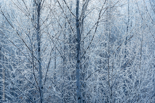 Tree branches in hoarfrost, fluffy snow on the branches. © Ilya