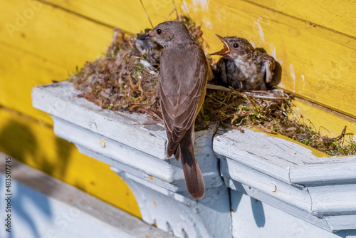 Female nightingale with chicks in a nest with open beaks. Luscinia