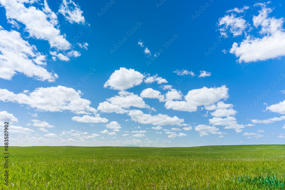 Obraz premium Bright summer day with puffy clouds and green meadow in Wyoming 