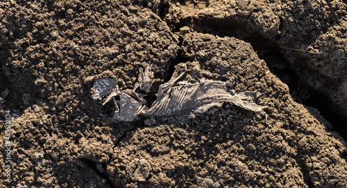 The decay of the corpse of a fish at the bottom of a dried lake. Environmental cataclysm. Death of animals.