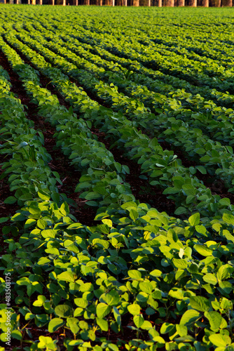 big soy plantation