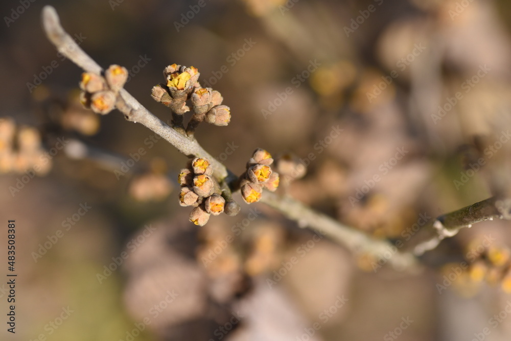 Chinese witch hazel Buds and flowers begin to bloom. Hamamelidaceae deciduous tree. Chinese witch hazel Buds and flowers begin to bloom. Hamamelidaceae deciduous tree.