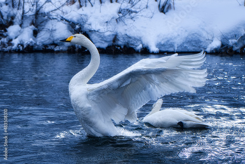 白鳥の羽ばたき / Flapping Swan photo
