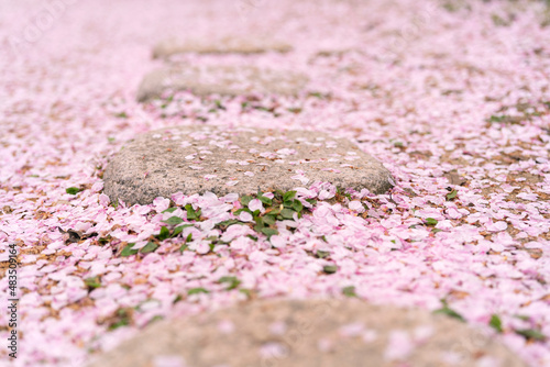 桜の絨毯