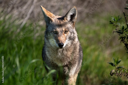 A coyote roaming in the grass