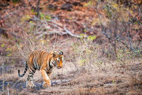 Young Bengal tiger in natural habitat. The Bengal  Indian  tiger Panthera tigris tigris. National park of India