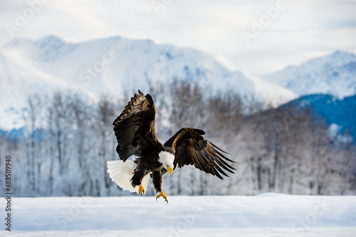 Fotografie, Obraz Adult Bald Eagle ( Haliaeetus leucocephalus washingtoniensis ) in flight