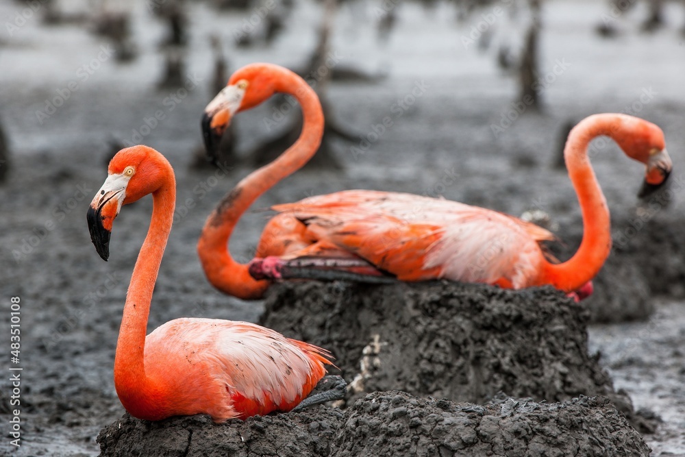 Fototapeta premium American Flamingos or Caribbean flamingos ( Phoenicopterus ruber ruber). Colony of Flamingos on the nests. Rio Maximo, Camaguey, Cuba.