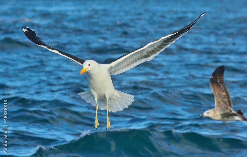 Flying Kelp gull (Larus dominicanus), also known as the Dominican gull and Black Backed Kelp Gull. False Bay, South Africa Flying Kelp gull (Larus dominicanus), also known as the Dominican gull and Black Backed Kelp Gull. False Bay, South Africa