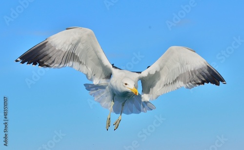 Flying Kelp gull  Larus dominicanus   also known as the Dominican gull and Black Backed Kelp Gull. False Bay  South Africa