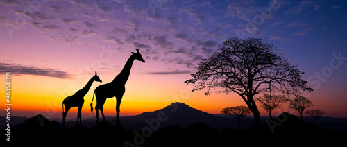 Panorama silhouette Giraffe family and silhouette tree in africa with sunset.Tree silhouetted against a setting sun Typical african sunset with acacia trees in Masai Mara.