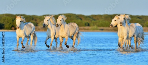 Herd of White Camargue Horses running on the water .