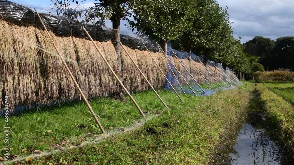 ハザ掛けと小川 ハザ掛けと小川