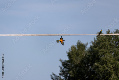 Flight of the Golden Bee-eater (Merops apiaster) along the wires