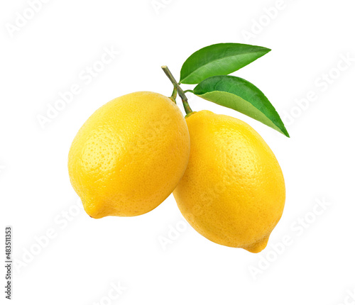 Lemon fruits hanging with branch and leaves isolated on white background.