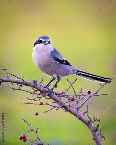 Southern gray shrike perched on a branch with red berries