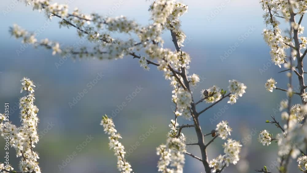 Twigs of cherry tree with white blossoming flowers in early spring Twigs of cherry tree with white blossoming flowers in early spring