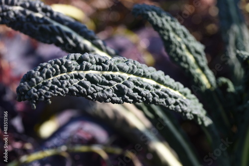 Cavolo nero is a vegetable of the kale family native to Italy. Non-heading cabbage with strong fiber and used for stewed dishes.