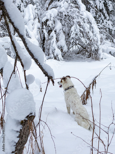 A dog in a snowy forest.