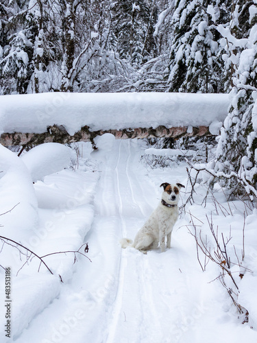 A dog in the winter forest. Ski trail.