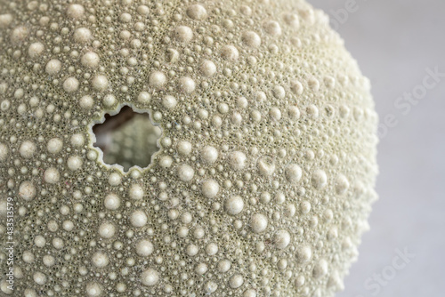 Close Up of Single Green Sea Urchin Shell with Selective Focus photo