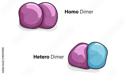 Protein Homo and Heterodimer, Detailed Vector Illustration of Protein Structure, Molecular Biology Concepts on White Background.