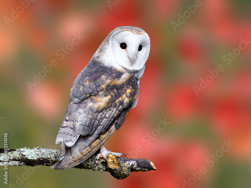 Barn Owl posing for a picture during the fall season