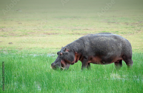 Tablou pe pânză Hippo grazing on grass in the Serengeti