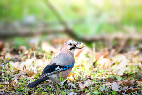 Eurasian Jay snacking on some fruit on the ground